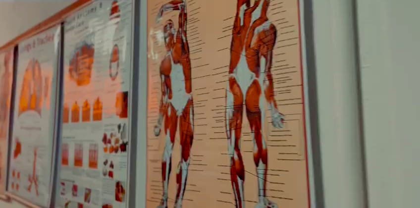 Anatomy charts of the muscular system